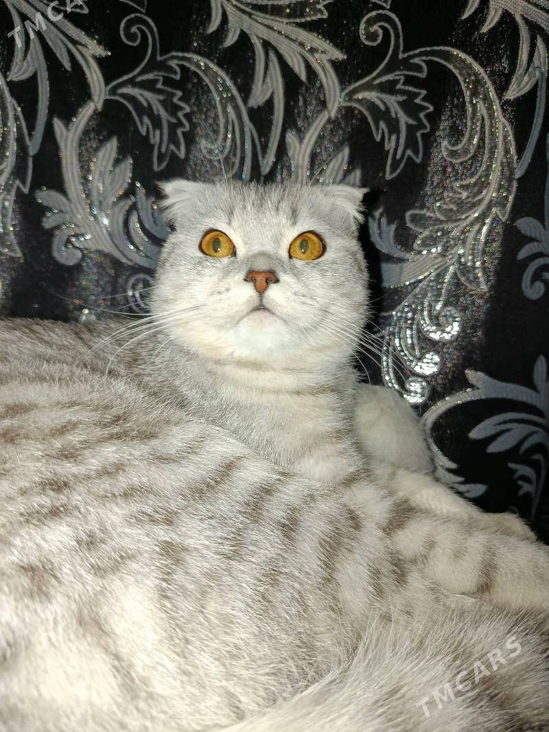 Кот - Туркменабат - img 4