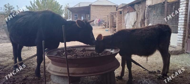 goleli sygyr - Теджен - img 3