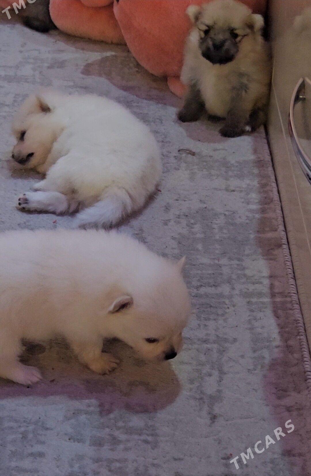 Памеранский шпиц - Aşgabat - img 2