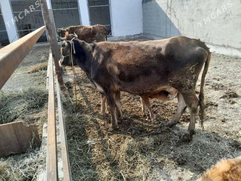 sygyr goleli - Гёкдепе - img 2