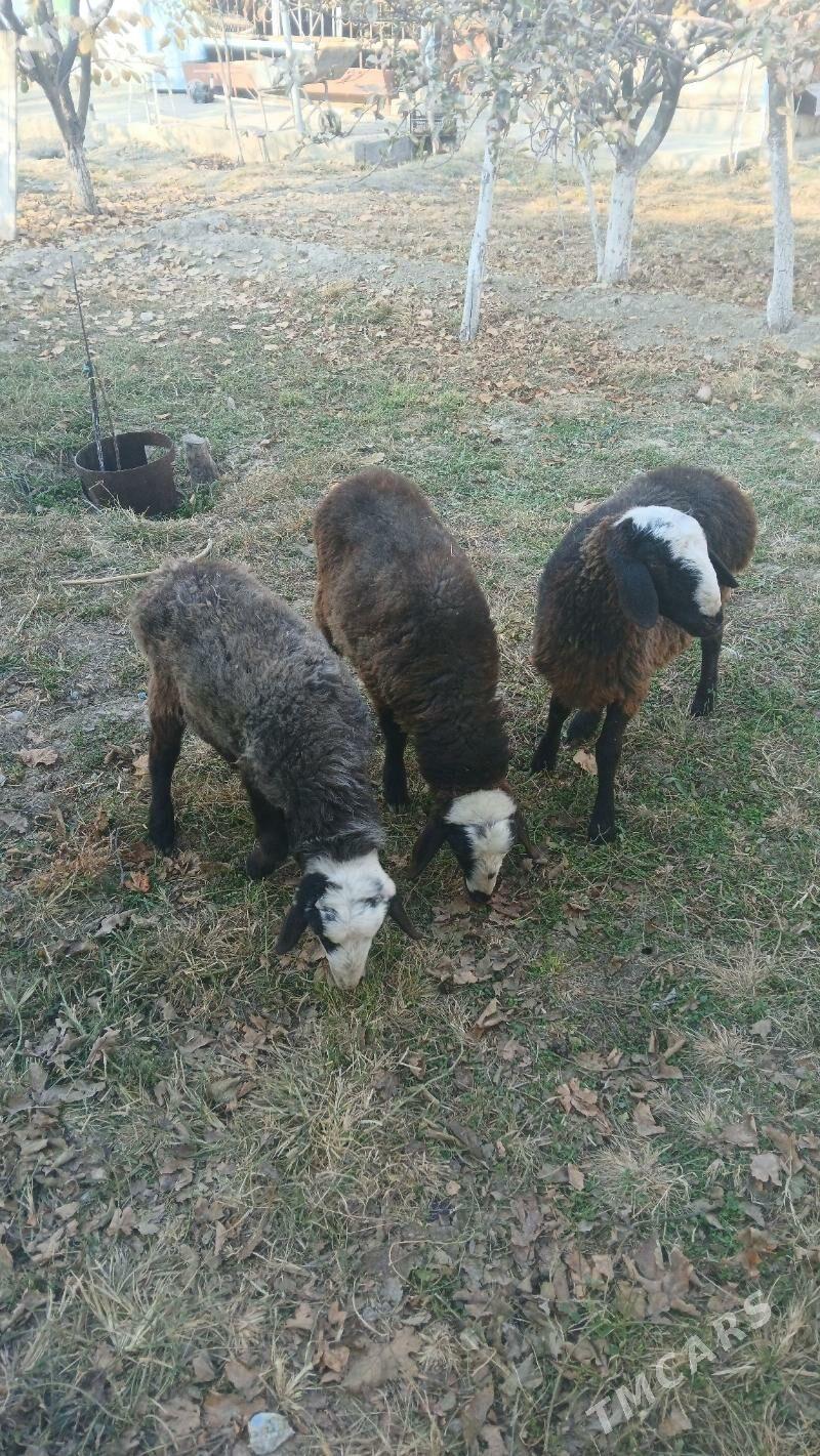 Tokly - Гёкдепе - img 2