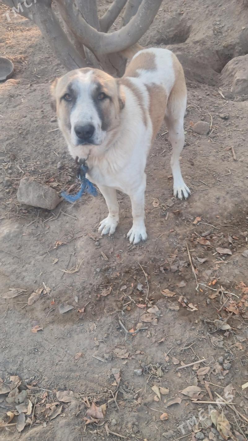 alabay - Гороглы (Тагта) - img 2