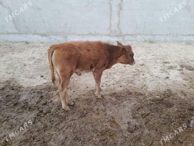 sygyr goleli - Гёкдепе - img 3