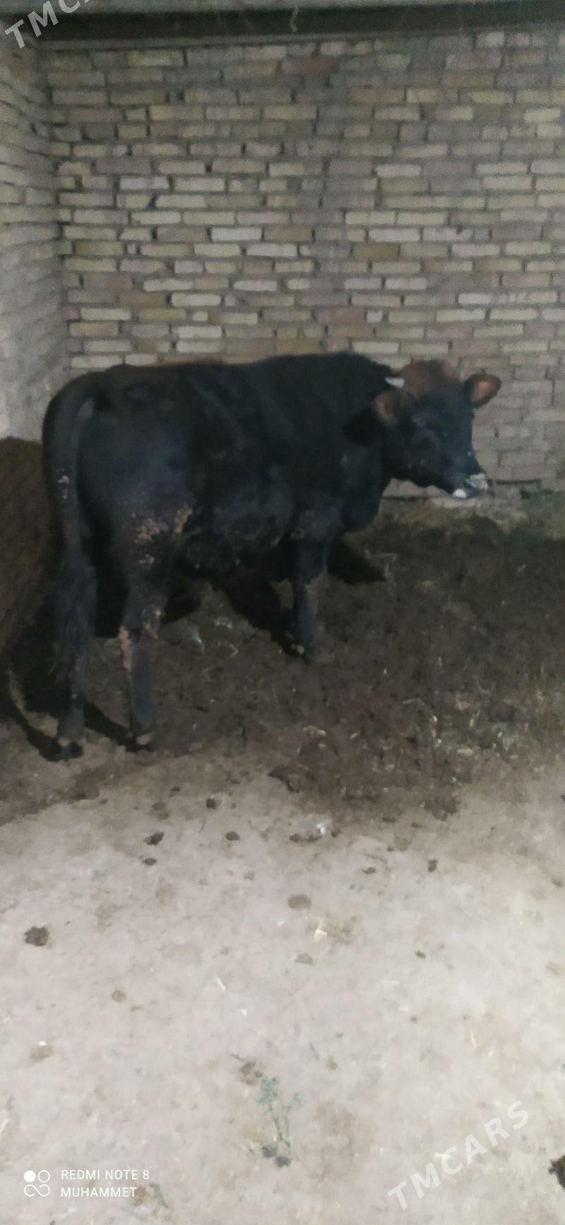 öküz - Baýramaly - img 1