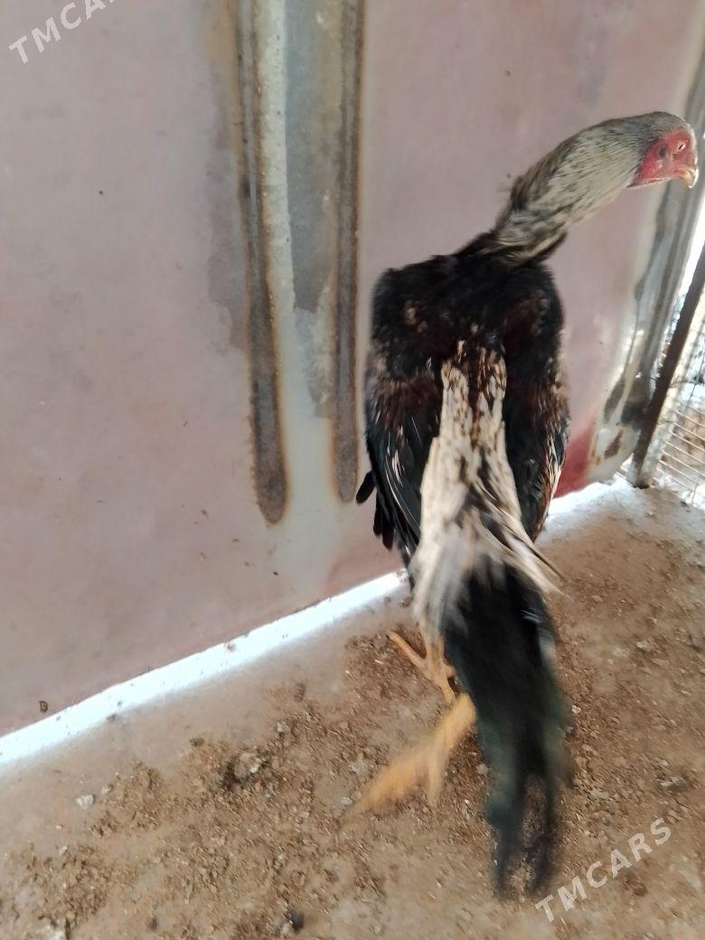 horaz - Çärjew - img 2