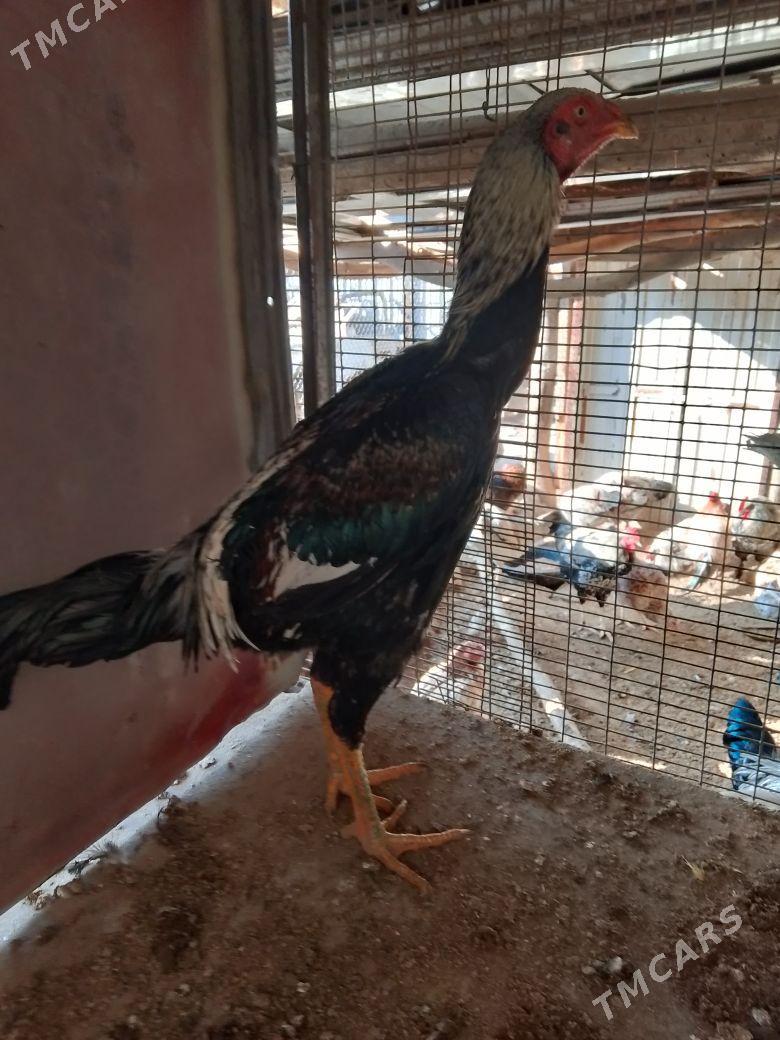 horaz - Çärjew - img 1