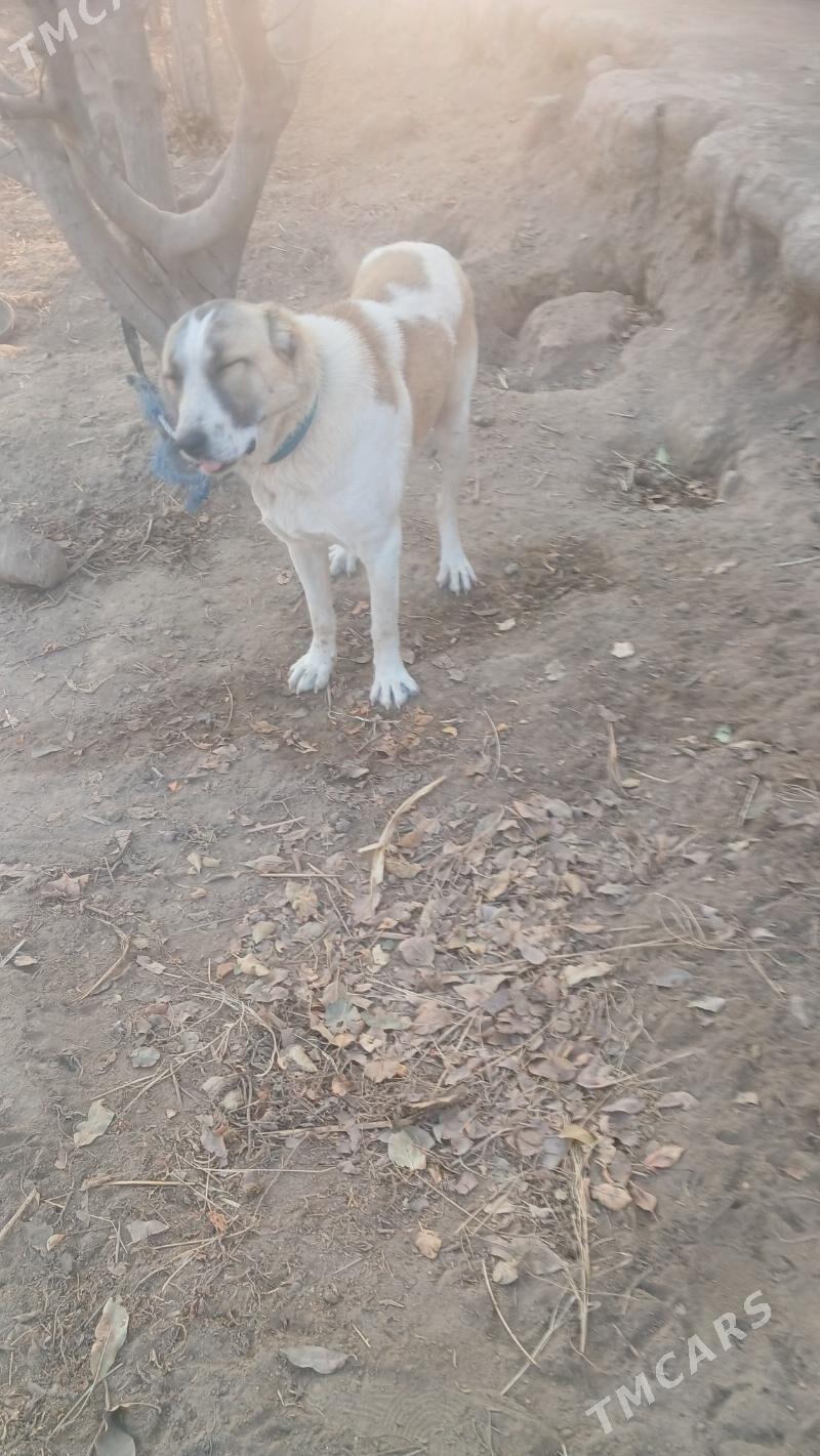 alabay - Гороглы (Тагта) - img 1