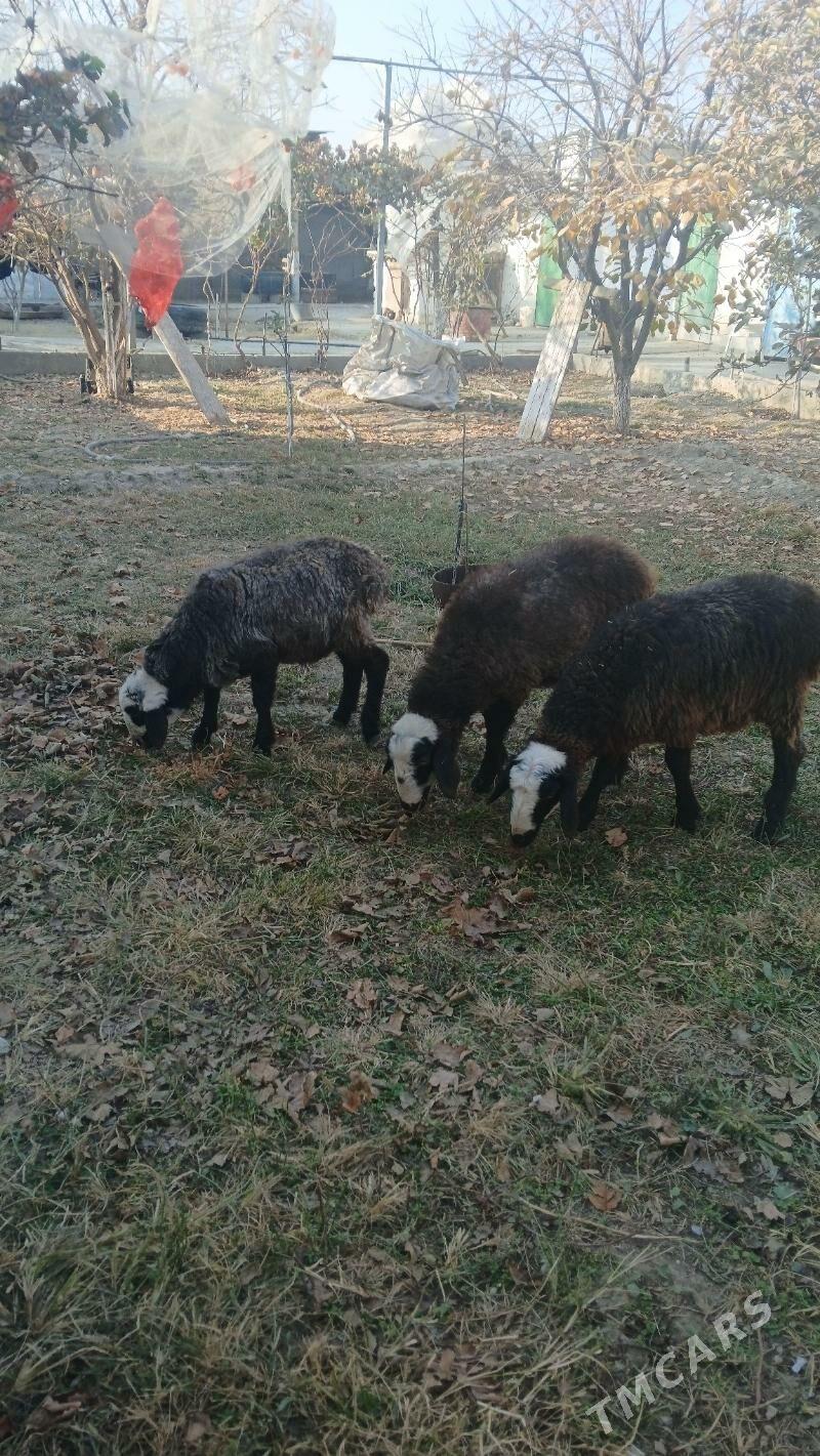 Tokly - Гёкдепе - img 3