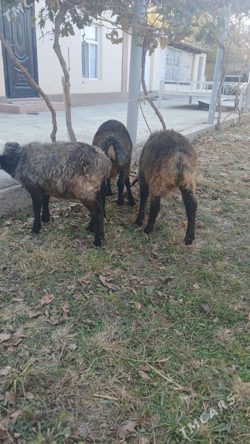 Tokly - Гёкдепе - img 4