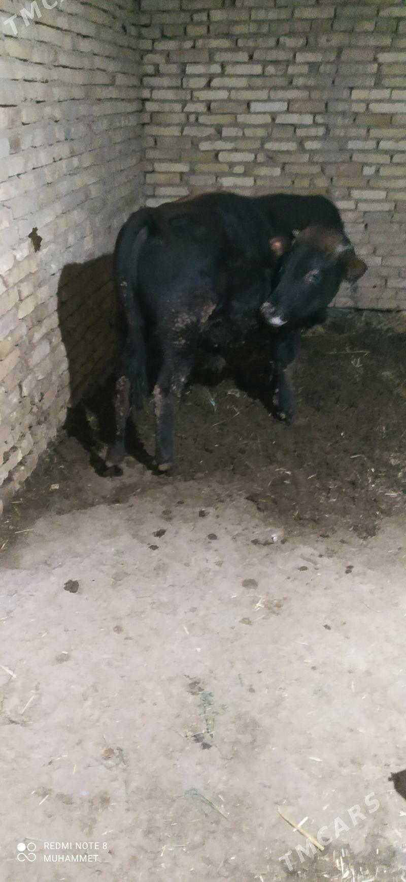 öküz - Baýramaly - img 2