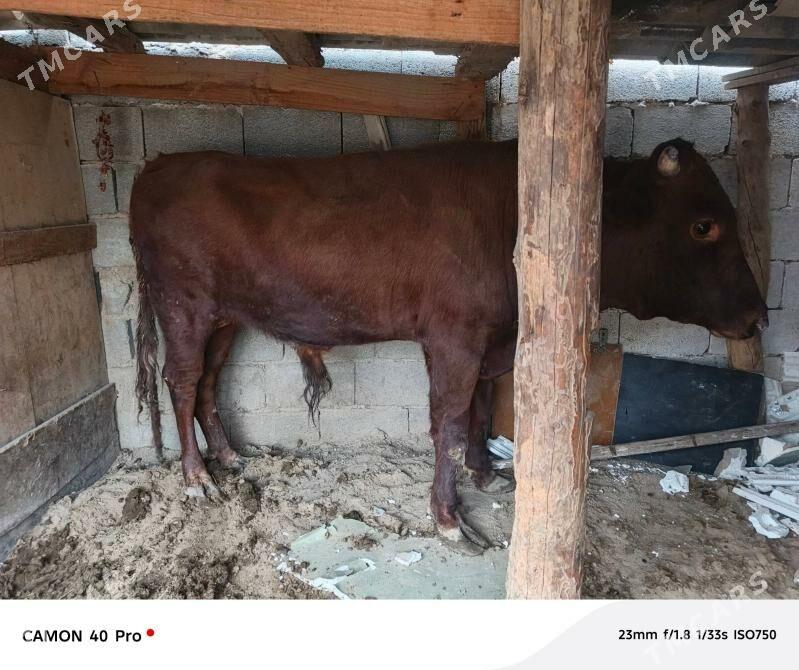 Okuz - Кипджак - img 3