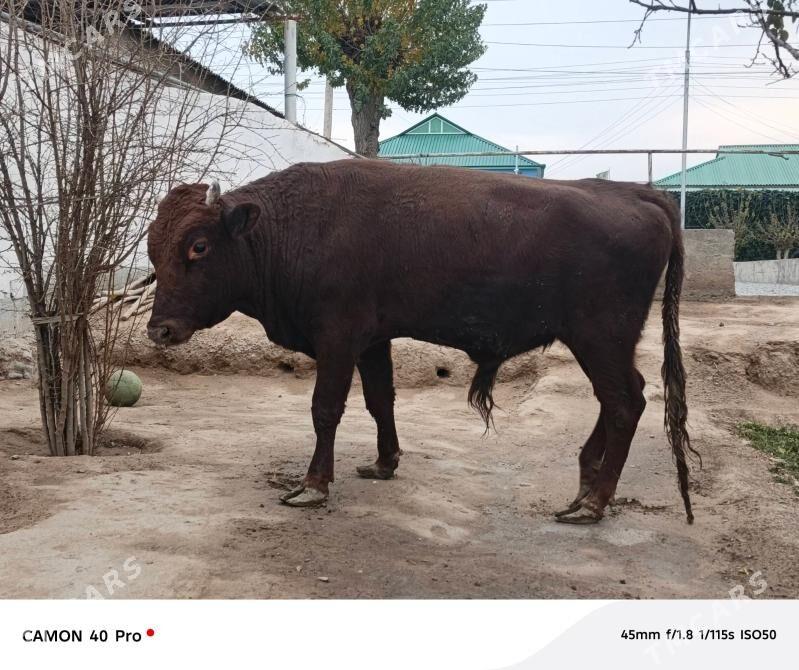 Okuz - Кипджак - img 2