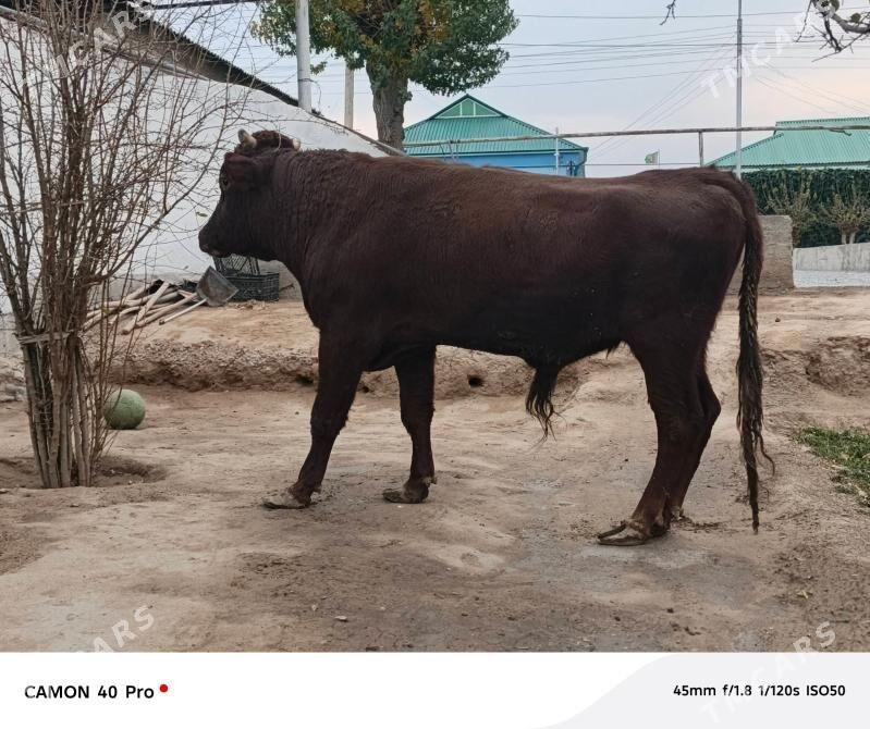 Okuz - Кипджак - img 1