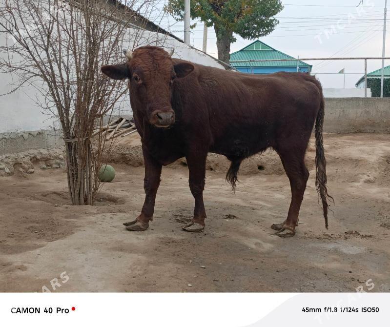 Okuz - Кипджак - img 4