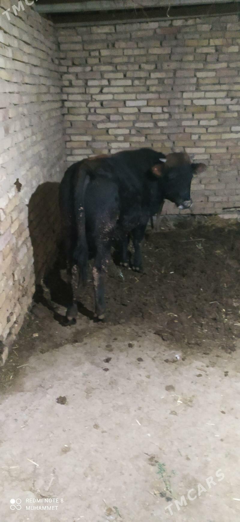 öküz - Baýramaly - img 3