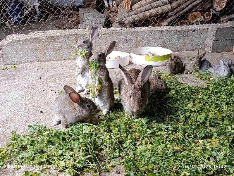 towsan - Änew - img 4