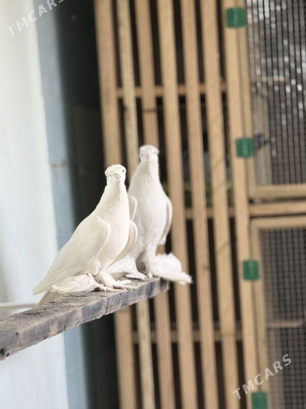 кепдер - Aşgabat - img 1