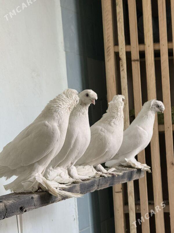 кепдер - Aşgabat - img 2