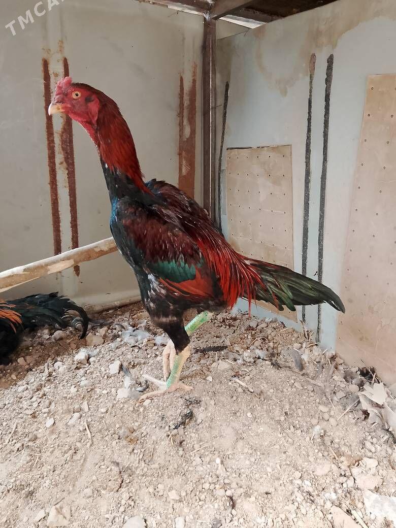 horaz - Çärjew - img 2