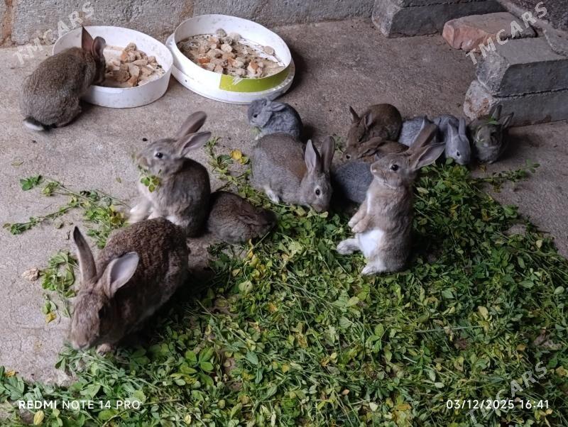 towsan - Änew - img 2