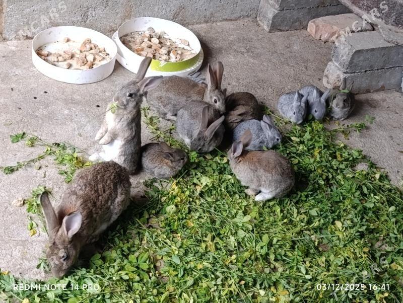 towsan - Änew - img 3