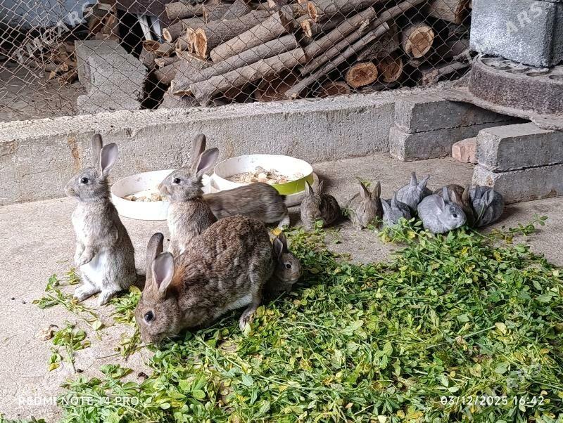 towsan - Änew - img 5