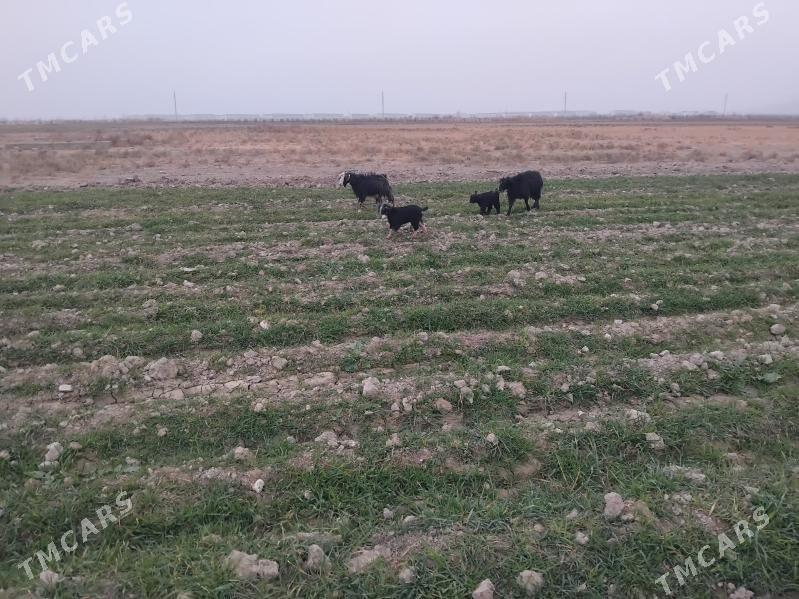 owlakly geci - Гёкдепе - img 3