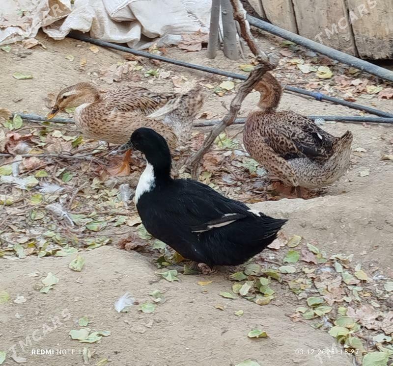 ordek gak gak - Джебел - img 2