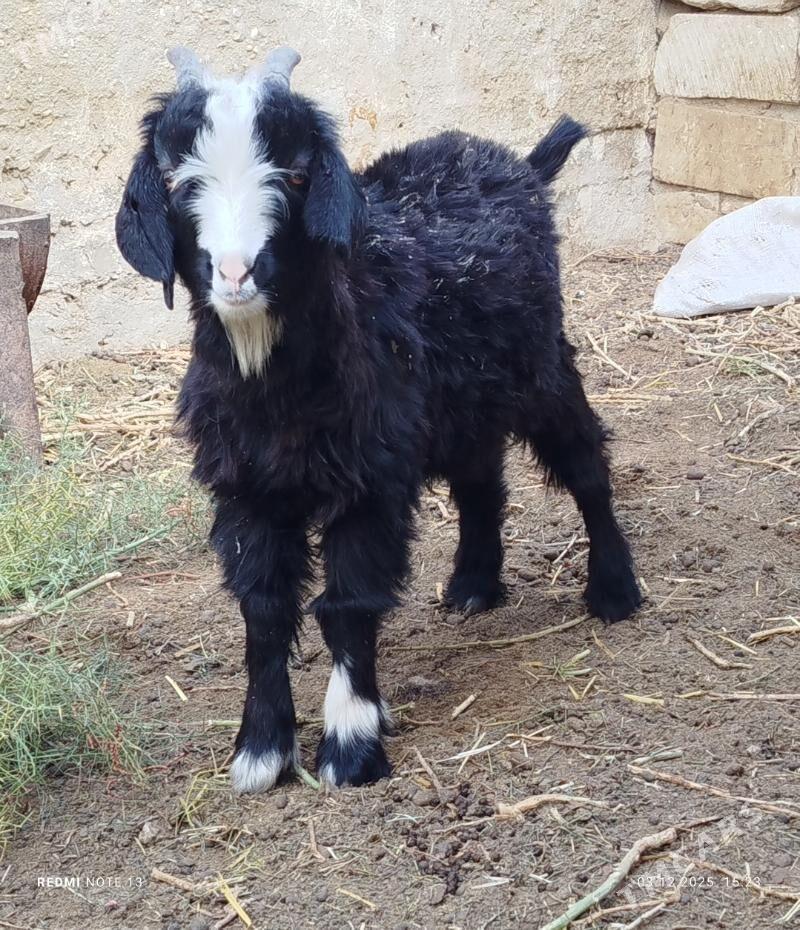 cebis - Джебел - img 3