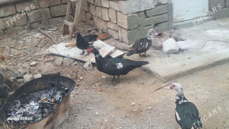 ордек - Туркменбаши - img 2