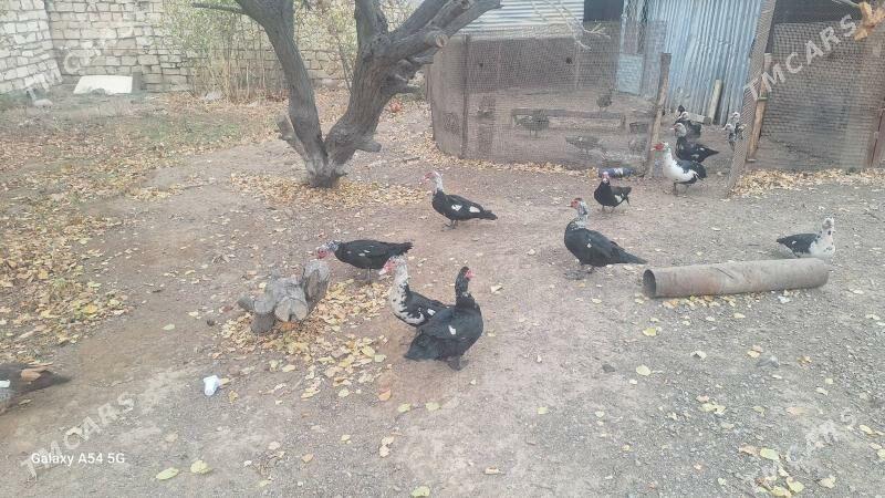 ордек - Туркменбаши - img 4