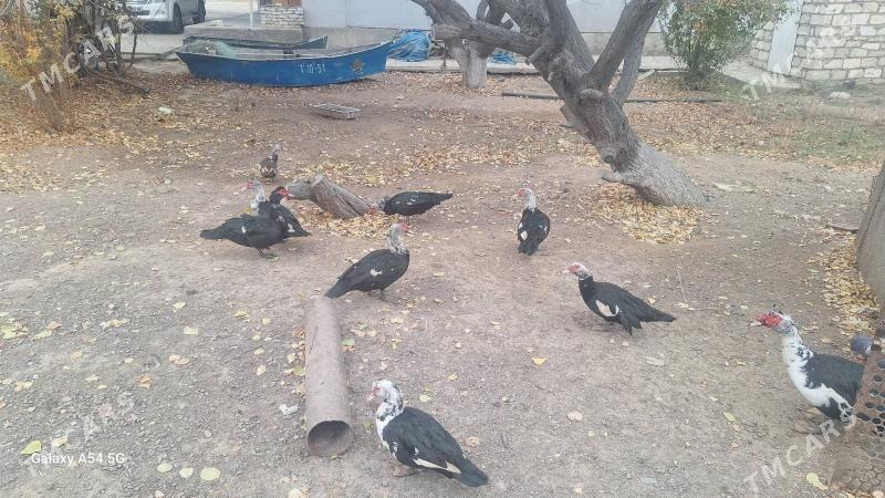 ордек - Туркменбаши - img 5