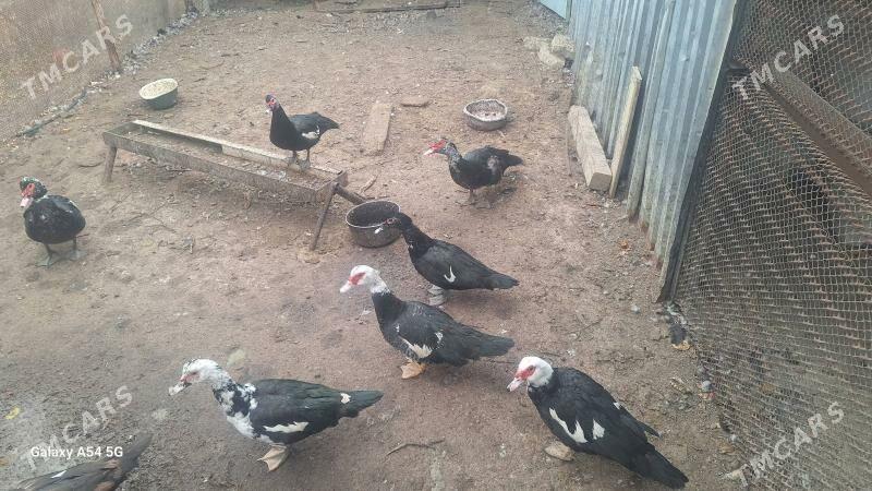 ордек - Туркменбаши - img 6