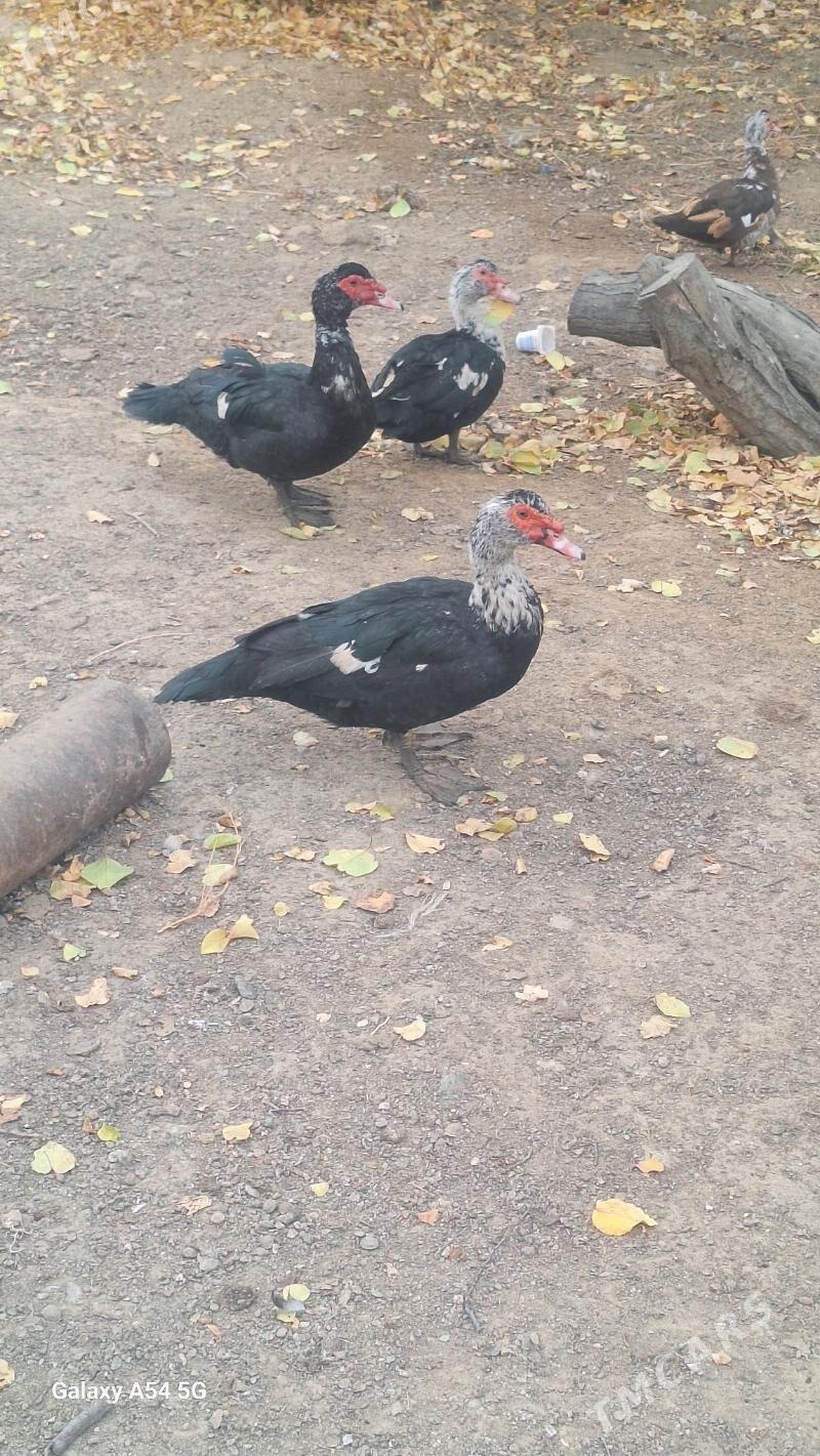 ордек - Туркменбаши - img 3