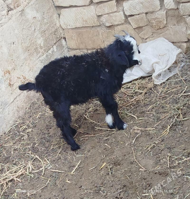 cebis - Джебел - img 2