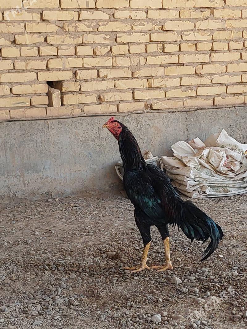 horoz - Tejen - img 1