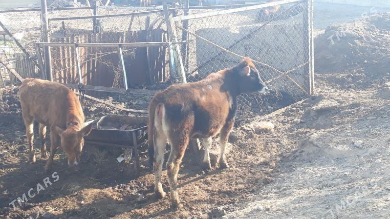 Tuwe - Чоганлы - img 1