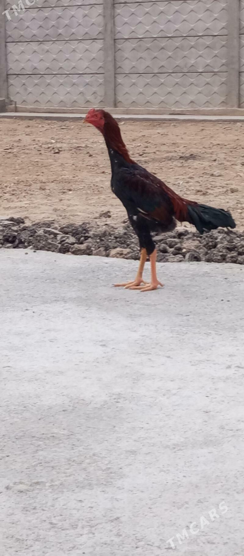 Baýes - Сакарчага - img 2