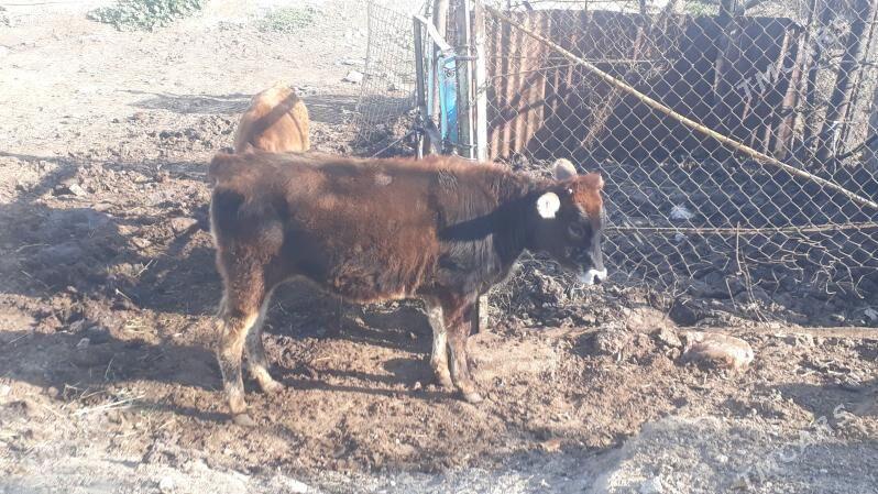 Tuwe - Чоганлы - img 5