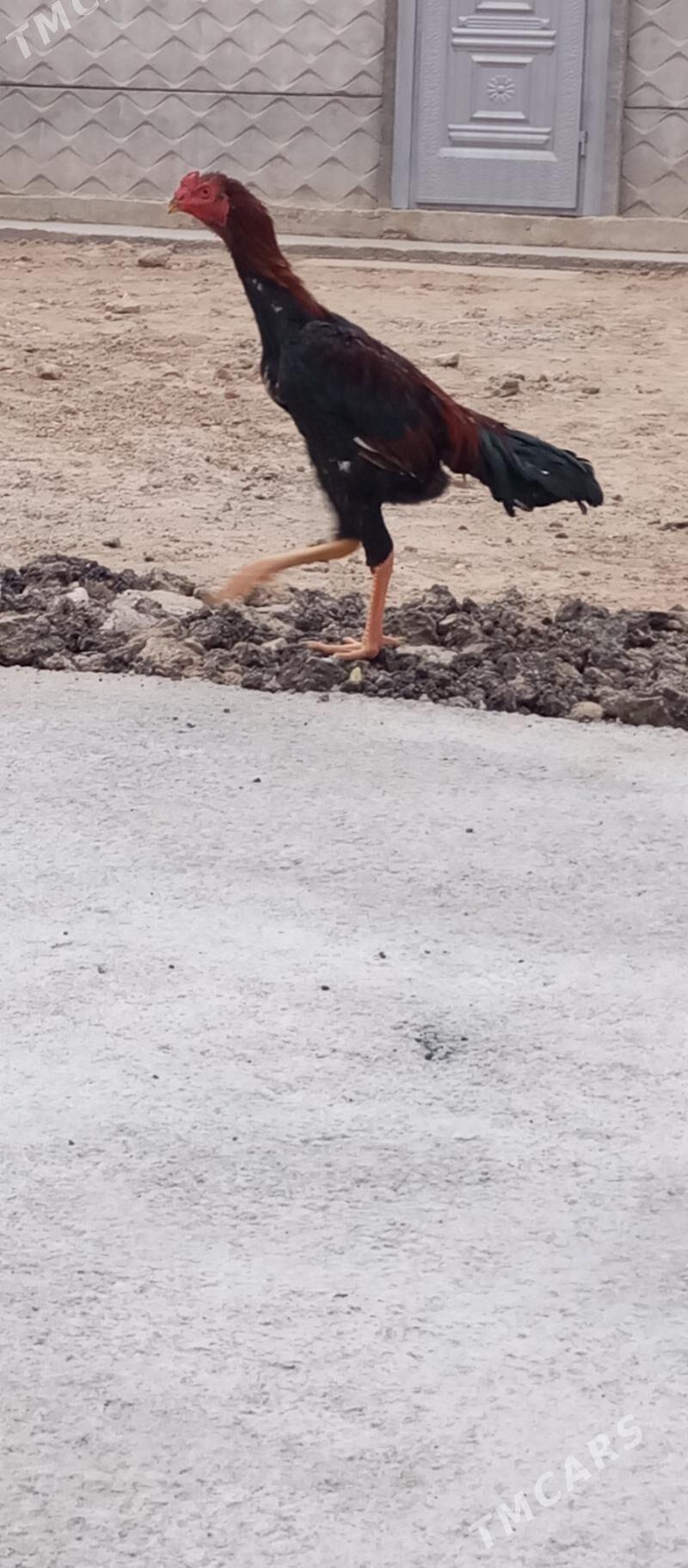 Baýes - Сакарчага - img 4