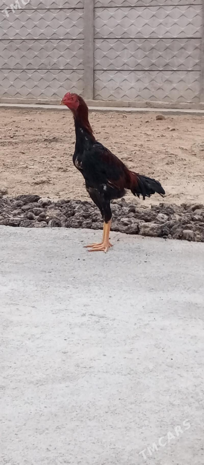 Baýes - Сакарчага - img 3