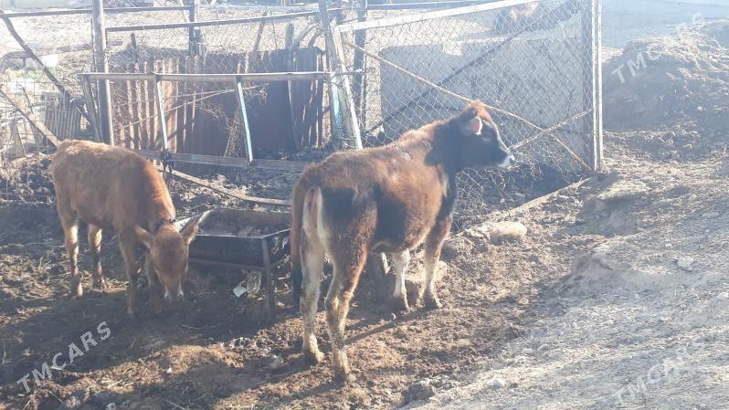 Tuwe - Чоганлы - img 3