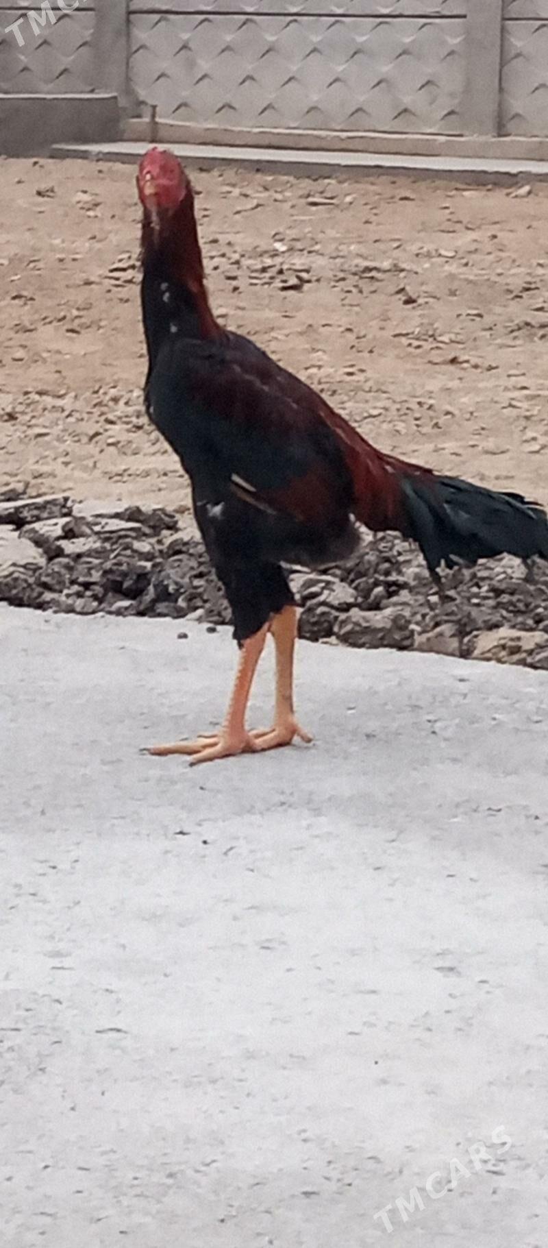 Baýes - Сакарчага - img 1