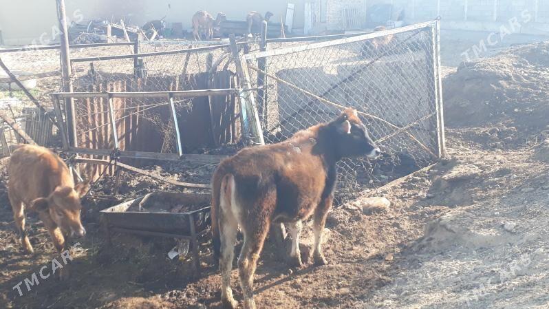 Tuwe - Чоганлы - img 2