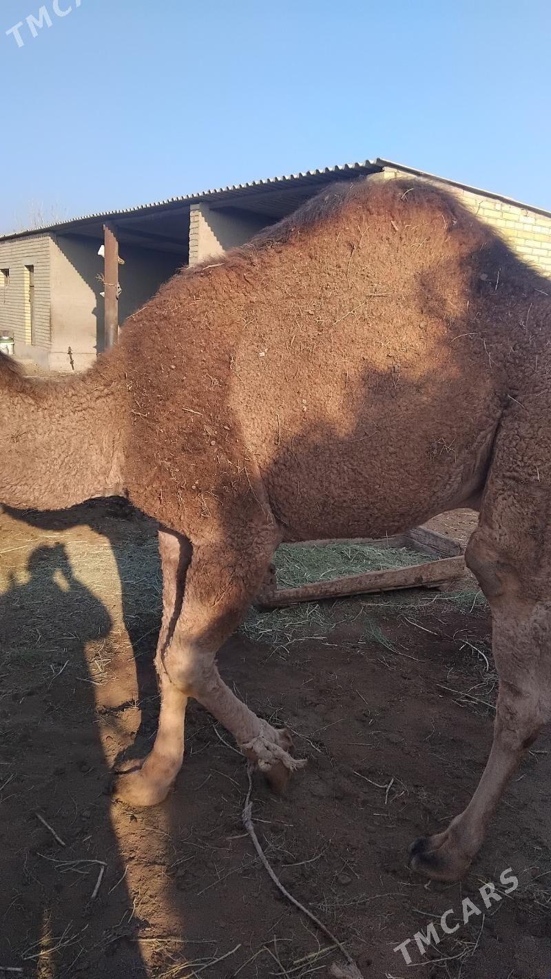 Oğşuk - Теджен - img 2