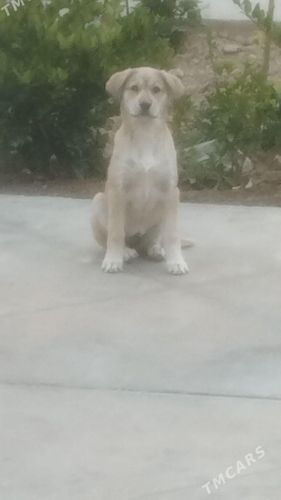 щенок - Ашхабад - img 2