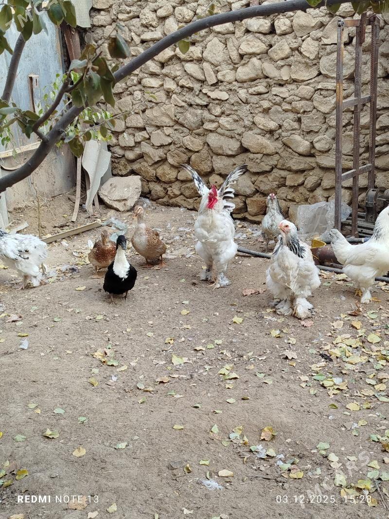 horaz. towuk - Джебел - img 3