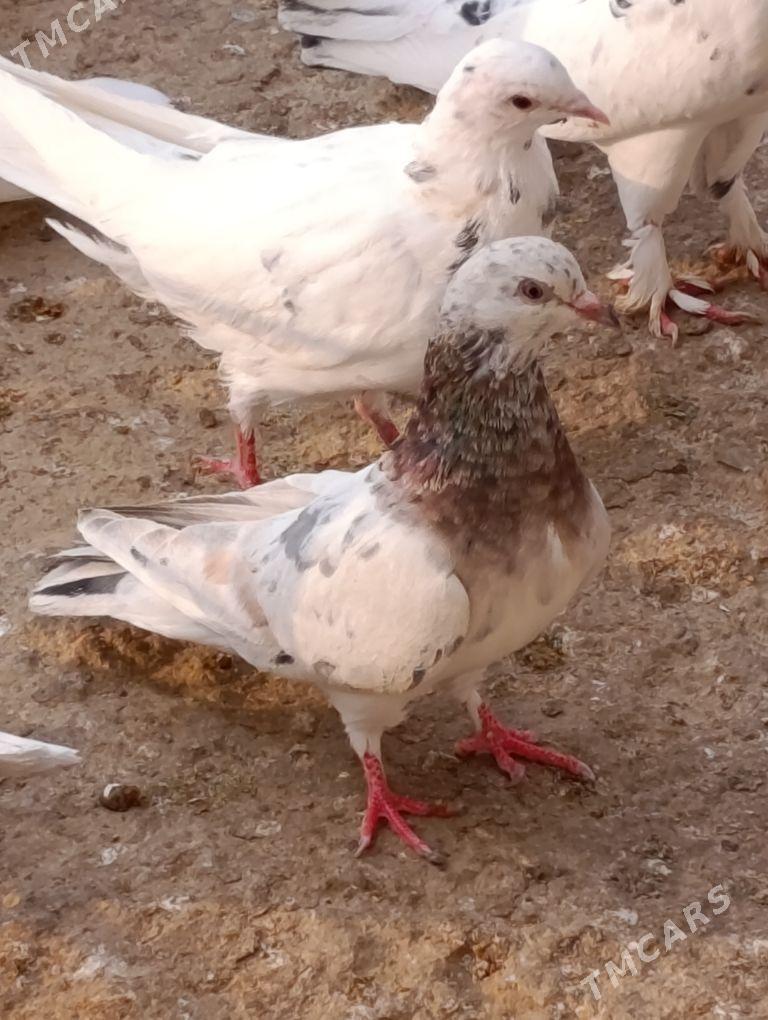 kepdery - 11 мкр - img 4