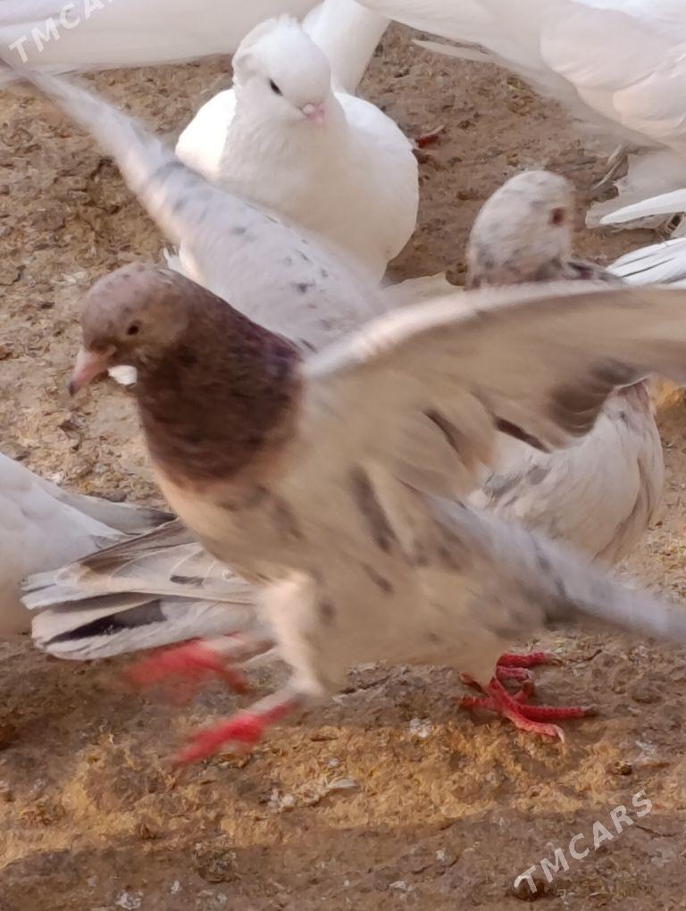 kepdery - 11 мкр - img 3