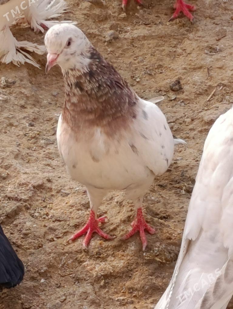 kepdery - 11 мкр - img 10